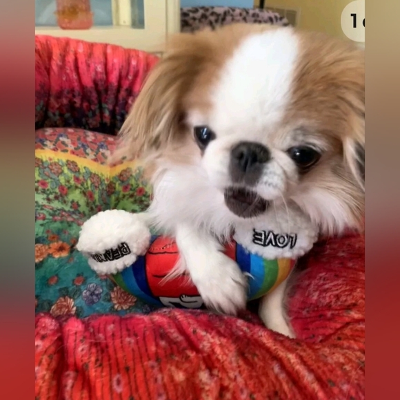 Johnny Was Tiger Dog Bed, S Extra Plush, Unique Tiger & Zebra Design, NWT - Picture 13 of 15
